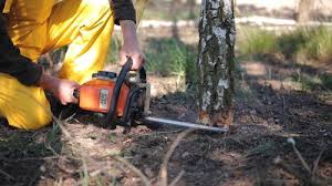 How Our Tree Care Process Works  in  Green Bay, WI